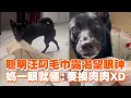 Download Lagu 聰明汪叼毛巾露渴望眼神　媽一眼就懂：要換肉肉XD ｜#寵物雲