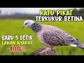 Download Lagu Ratunya Pikat Terkukur Betina🔥🔥Masteran dan Pancingan,5 detik langsung RIBUT @TerkukurOfficial