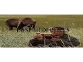 Lost Media Files The Timothy Treadwell Tape Lost of Bear Attack Status Lost