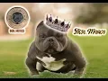 The Bully Campline MR MIAGI The Baddest Exotic To Walk The Face Of The Earth