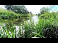 Download Lagu Ontdek de helende kracht van vogelgezang