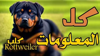كل المعلومات اللي محتاج تعرفها عن كلب الروت وايلر لو بتفكر تشتريه دندنها