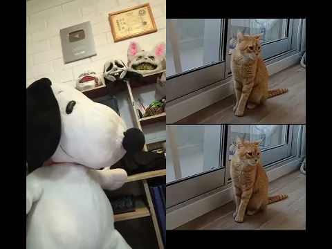 créditos a:‎⁨@cozycatsdaily⁩  Cuál es IA? #humor #yosoydelos7mil #comedia #cat #ias #memes #shorts