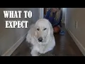 WHAT TO EXPECT LIVING WITH A GREAT PYRENEES