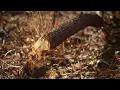 AMAZING GRACE by Rowan Pybus, South Africa - Forest Film Winner