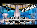 Download Lagu SUPER❗PERKUTUT DI TAWAR 75JUTA || RING HMC BIRD FARM