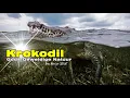 Lagu Krokodil I Gods Geweldige Natuur