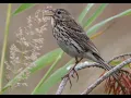 Download Lagu Meadow pipit 1h bird sound
