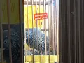 Download Lagu suara puyuh #birds #peternakpuyuhpemula #birdslover