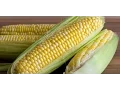 Lazy Guy Tip Microwaved Corn on the Cob