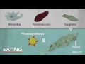 Protists Sci NC