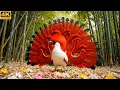 Lagu Top 10 Strangest Birds on Earth 🐦 | Unbelievably Beautiful Nature Sounds 4K ASMR