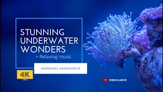 Download STUNNING UNDERWATER WONDERS + RELAX MIND \u0026 BODY MUSIC | wbexclusive [4K ULTRA HD] MP3