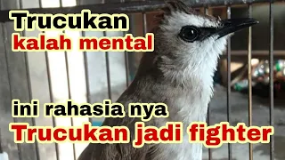 Download cara menaikan mental burung trucukan agar menjadi fighter MP3