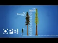 How Douglas Fir Trees Shaped The Northwest OPB