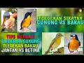 TIPS MEMILIH TLEDEKAN GUNUNG JANTAN \u0026 BETINA VS TLEDEKAN/SIKATAN BAKAU JANTAN \u0026 BETINA