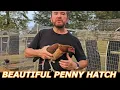 Penny Hatch Giro Grey Juan Santos Beautiful Birds