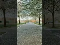 Download Lagu Peace blooms in white 🌼✨ #isleofdogs #park #flowers #white #uk #travel #beautiful #trees #happy