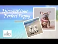 Discover Your Perfect Puppy At Wags About You