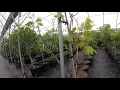 Spanish Lime Tree aka