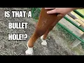 Download Lagu My horse was shot? ~ This Mystery injury had me worried!
