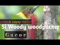 PELATUK SAYAP MERAH GACOR, si woody woodpaker jinak dan rajin bunyi.