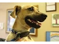 Herme is Up for Adoption at the Amarillo SPCA - Mix Pet of the Week