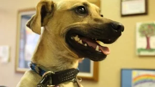 Herme is Up for Adoption at the Amarillo SPCA - Mix Pet of the Week