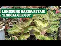 Download Lagu GAS DARI KANDANG PETANI JOGJA HARGA WELL MP3