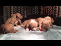 XL PitBull Puppies For Sale Champagne Pit bull Puppies 3 week old puppies