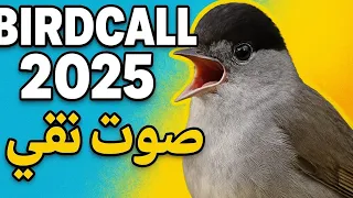 صوت عصفور التين ٢٠٢٥   صوت نقي                                          دندنها