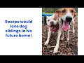 Adopt Roscoe