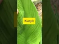 Download Lagu apa bedanya KUNYIT dan TEMULAWAK dari daunnya
