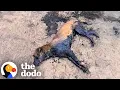 Lagu Dog Fully Covered In Tar Miraculously Survives  — And Thrives | The Dodo