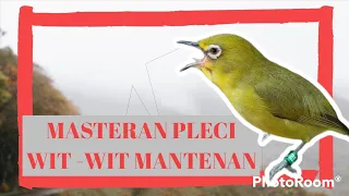 Download Masteran pleci MP3 tembakan wit wit Mantenan, jernih, paling cepat masuk, MP3