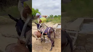 الط ر يق ة الت ق ل يد ي ة ج ل ب ال م اء ف ي ال ج ر ار الط ين ي ة ع ل ى ظ ه ر ال ح م ار 