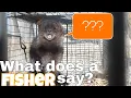 What Sound Does A Fisher Make