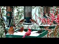 Lagu 🔴LIVE Winter Cottage Bird Feeder: Cardinals, Woodpeckers, Snow Birds, Juncos, Sleep, Cat TV