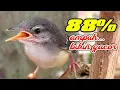 Download Lagu Pasti langsung GACOR, pancingan ciblek semi agar cepat bunyi