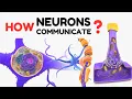 How neurons communicate