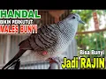 Download Lagu PERKUTUT LOKAL GACOR | SUARA ANGGUNAN PALING MERDU, LANGSUNG DISAMBAR SAUTANNYA