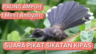 Download SUARA PIKAT BURUNG SIKATAN KIPAS / KIPASAN,ASLI JITU NO HOAX BUKTIKAN!!!! MP3