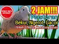 Lagu 2 JAM SUARA PERKUTUT LOKAL Variasi suara kerot bekur dan suara tekukur