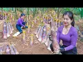 Download Lagu Finding and Harvesting a Lot of Bamboo Shoots – Selling at the Countryside Market | Nhất Bushcraft