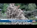 Storms knock down massive and historic tree in Dexter Missouri