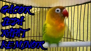 lovebird gacor berjeda rapat mancing yang bahan minor menuju ke konslet 