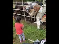 Tengok lembu banyak wey 🤩🤩🤩 tempat korang ada macam ni ???