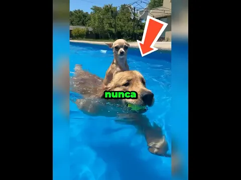 Nunca dejes que tu perro se acerque a una piscina 😂🐶💦 #shorts