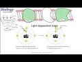 Photosynthesis