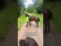 Download Lagu POV you get on your young horse from the ground for the first time #horse #horsingaround #younghorse